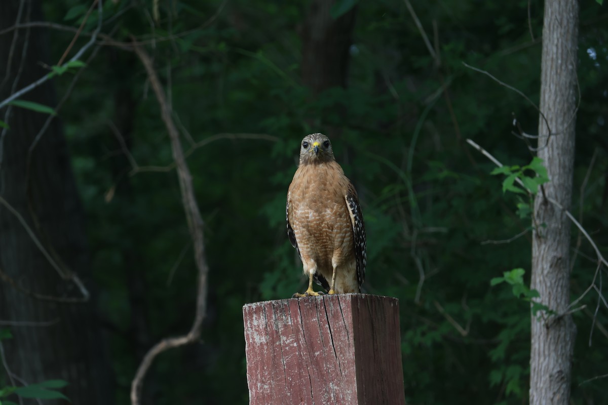 Red-shouldered Hawk - ML619624303