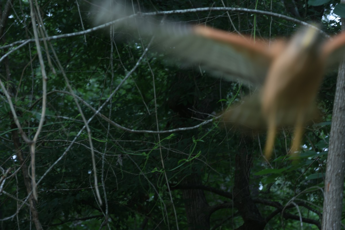 Red-shouldered Hawk - Sebastião Martin