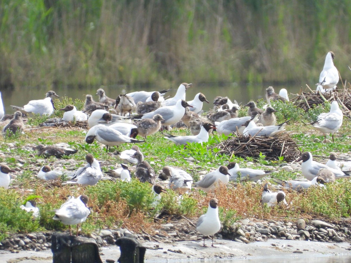 Black-headed Gull - ML619624306