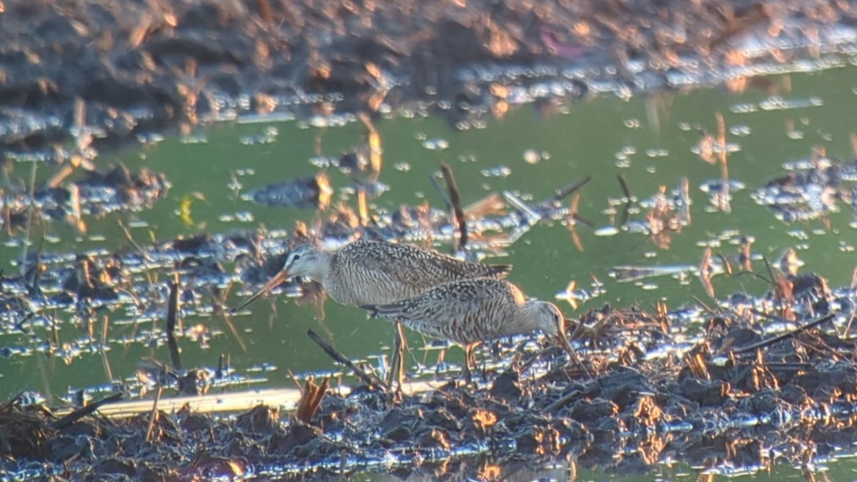 Hudsonian Godwit - Jennie Lanzendorf