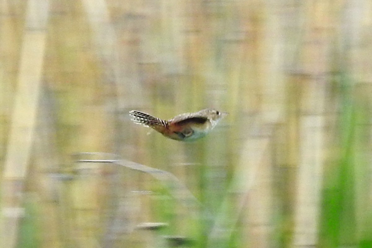 Sedge Wren - Philip Wala