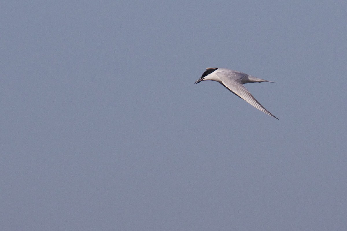 Gull-billed Tern - ML619624322