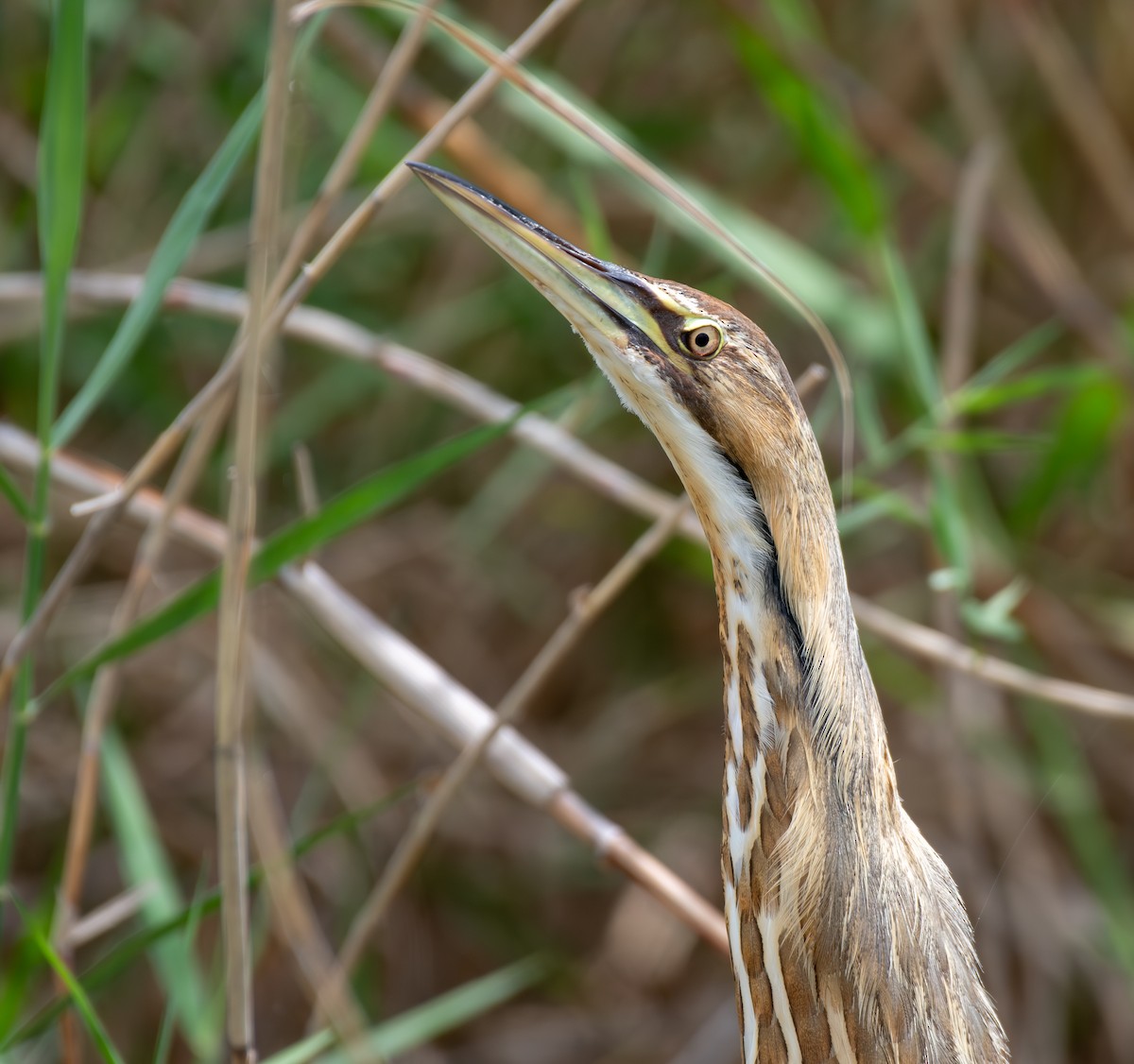 American Bittern - ML619624324