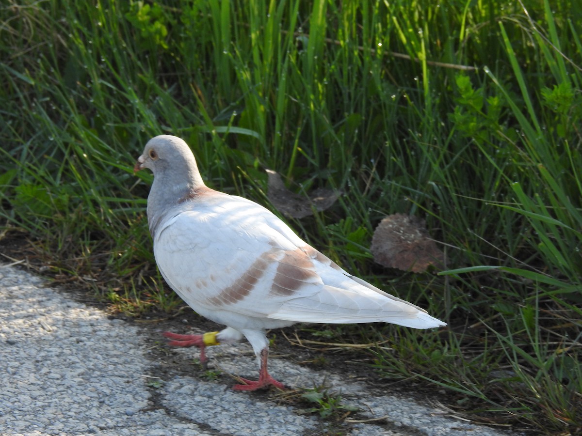 Сизый голубь (Одомашненного типа) - ML619624332