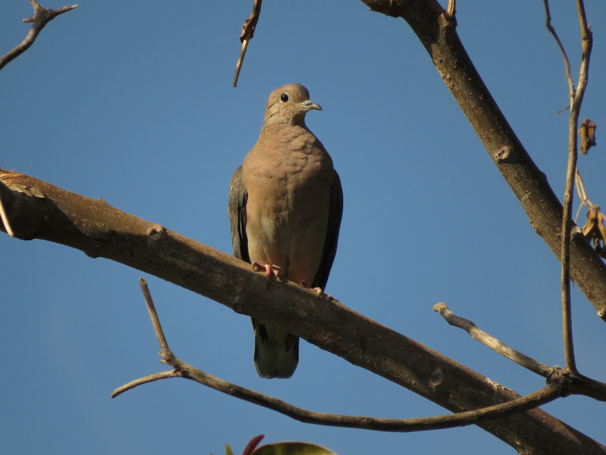 Eared Dove - diego catala