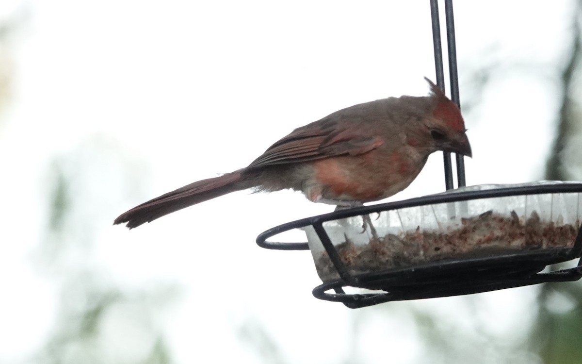 Northern Cardinal - John  Paalvast