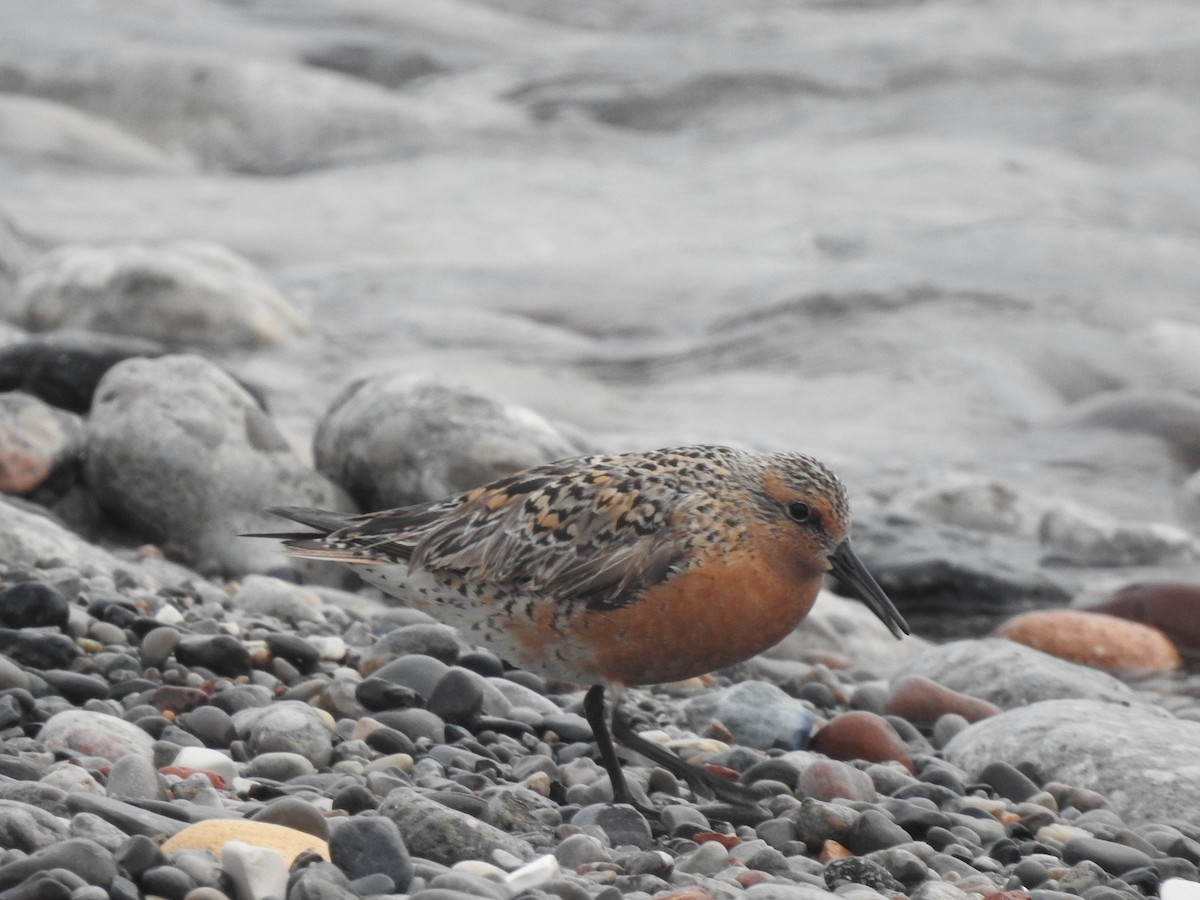 Red Knot - ML619624340
