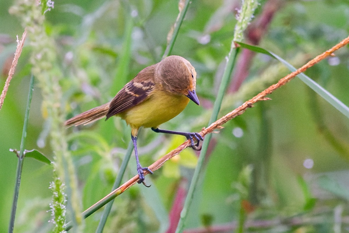 Warbling Doradito - ML619624356