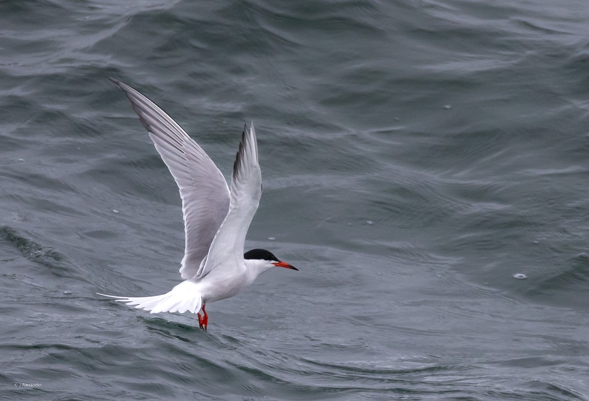 Common Tern - John Alexander