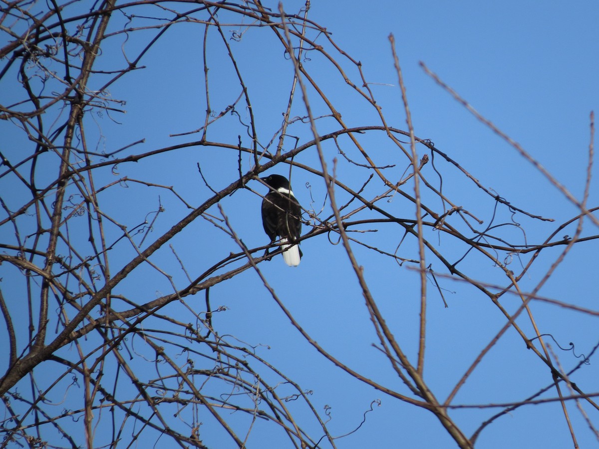 Common Grackle - Ian Teaell