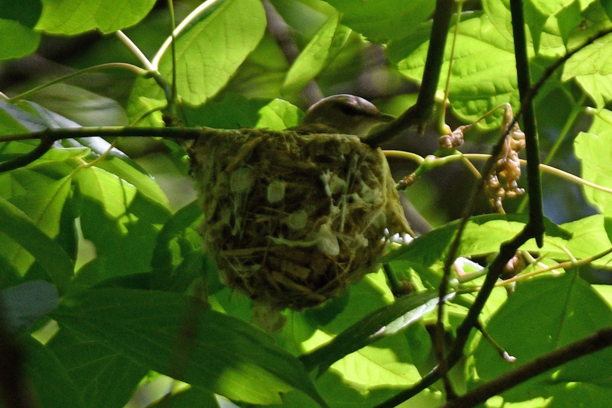 Red-eyed Vireo - Jim Ivett