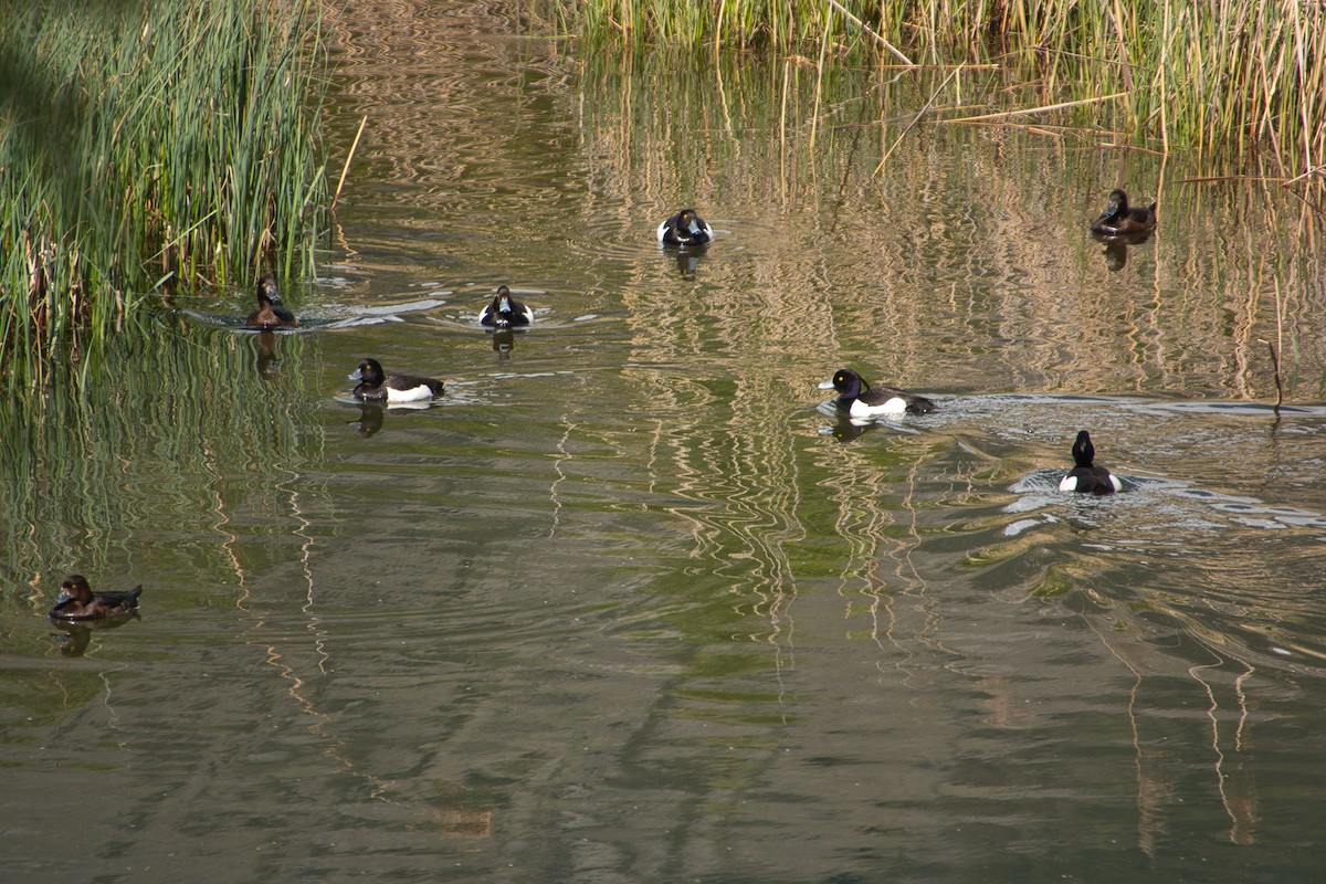 Tufted Duck - Saba Cretti