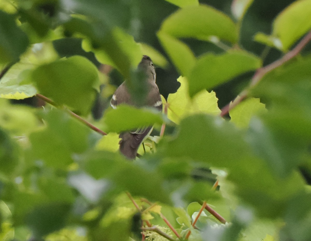 Alder Flycatcher - Patricia Rettig