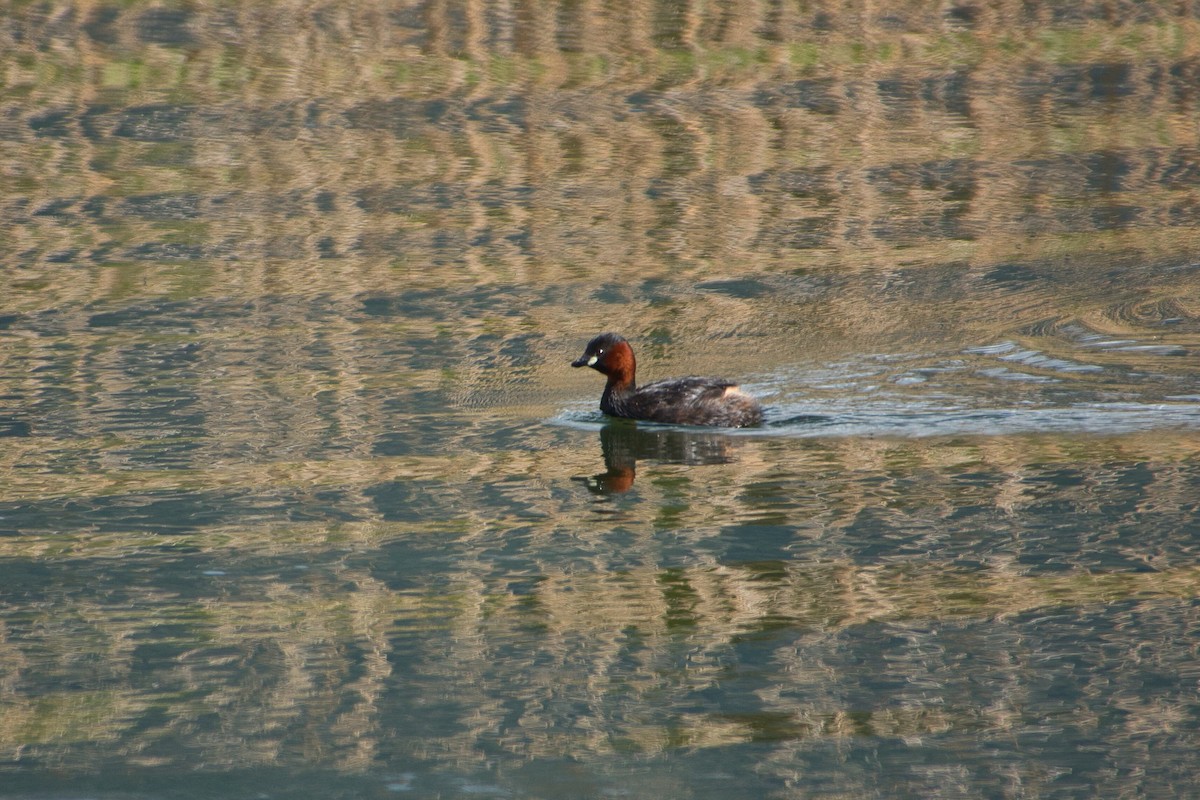 Little Grebe - Saba Cretti