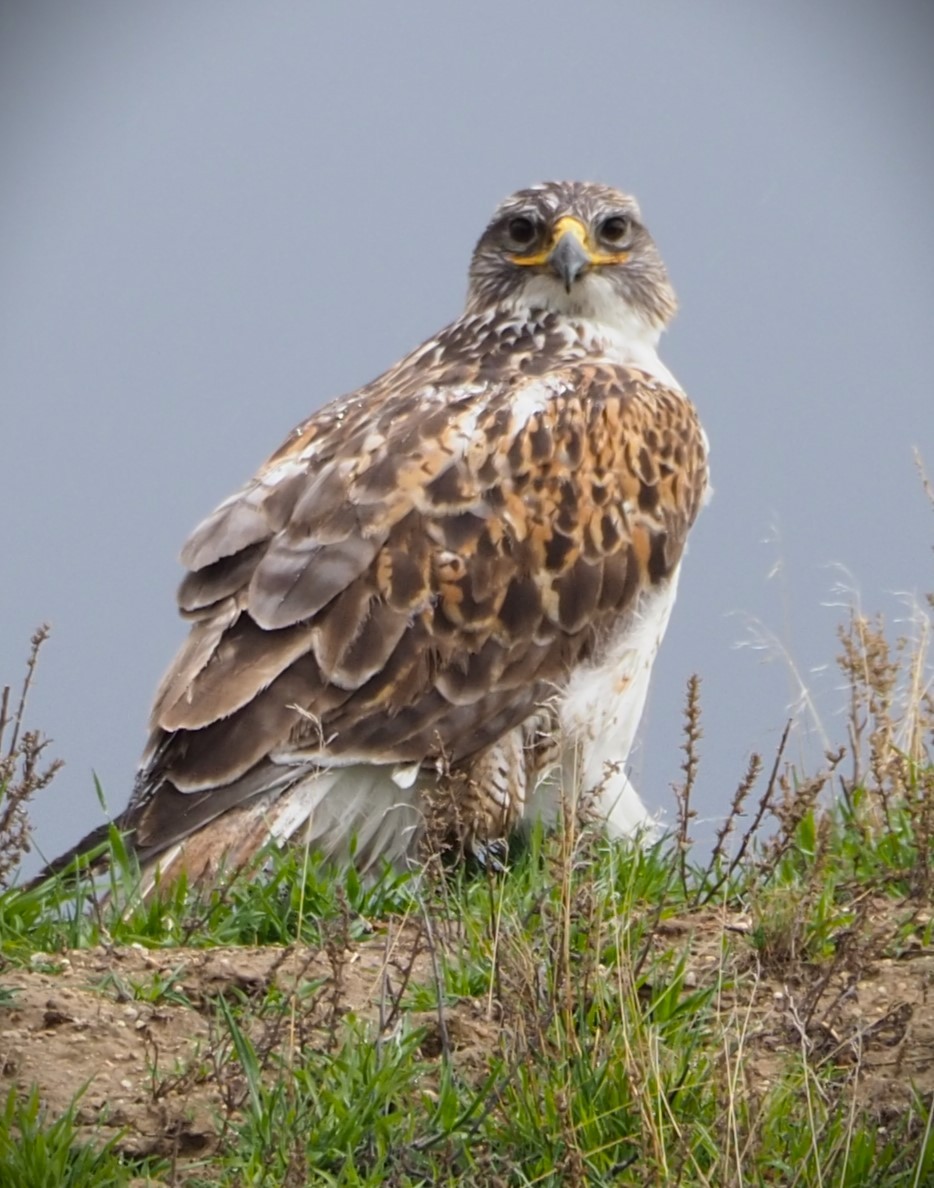 Ferruginous Hawk - ML619624372