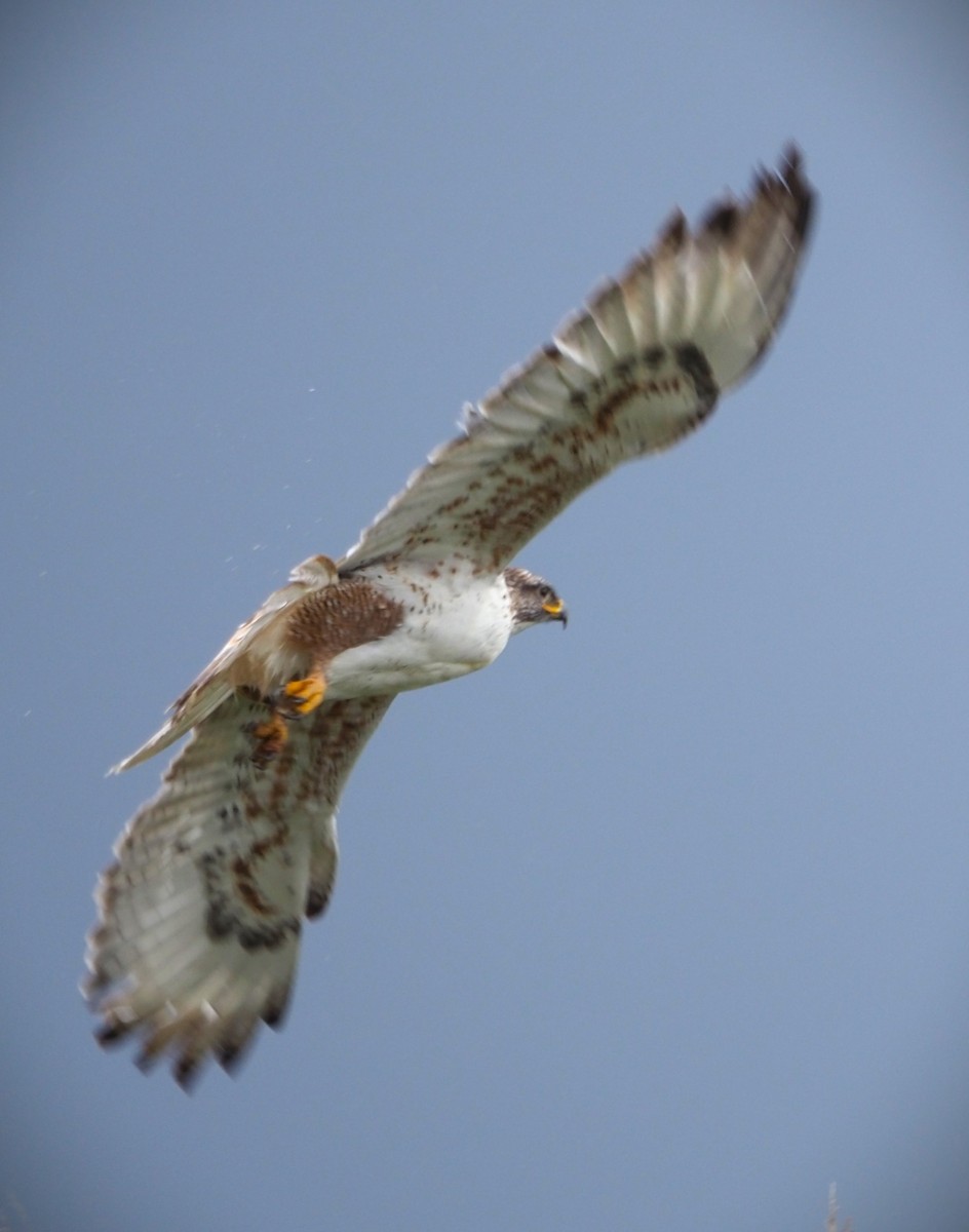 Ferruginous Hawk - Dick Cartwright