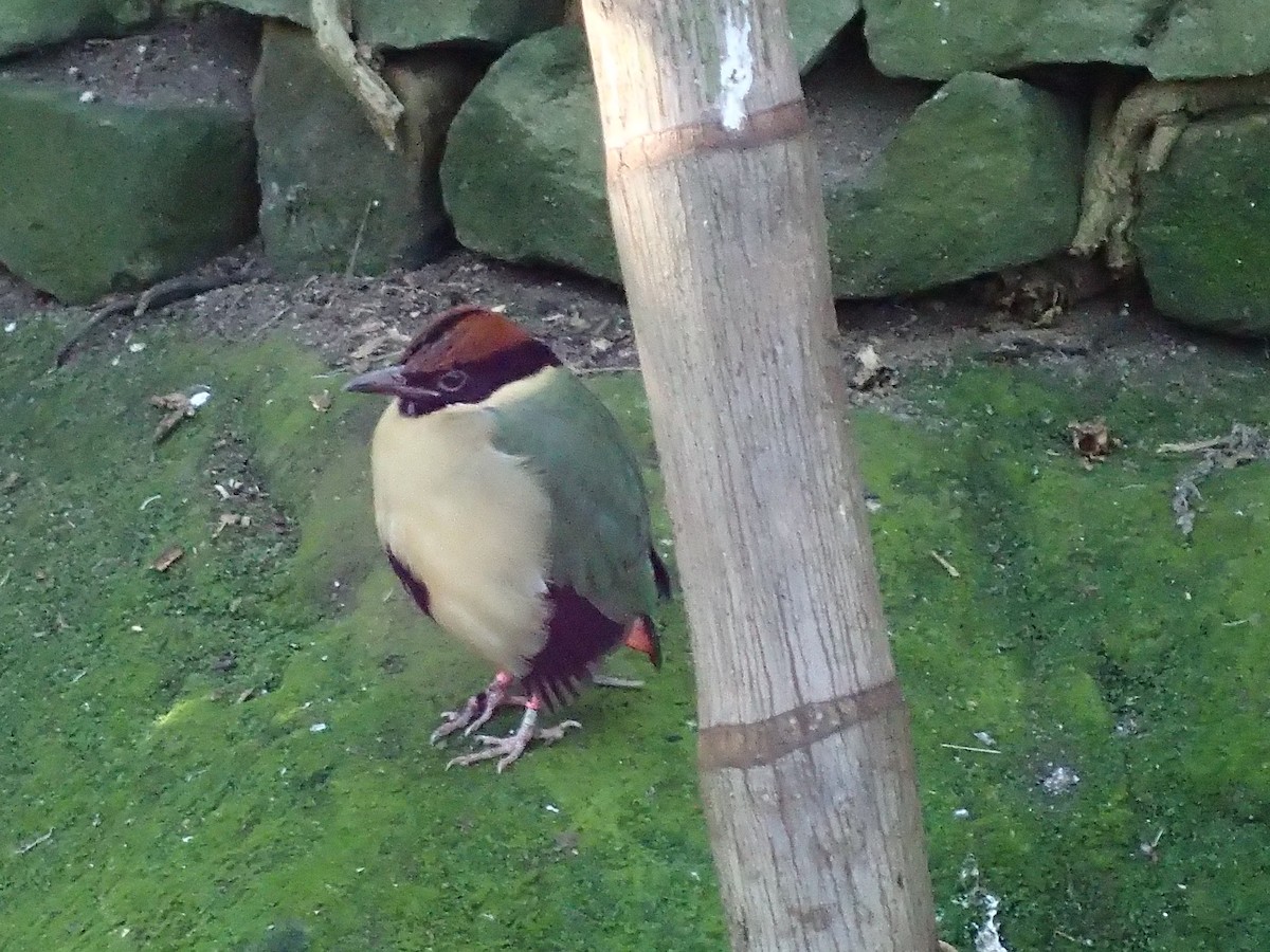 Noisy Pitta - Anonymous