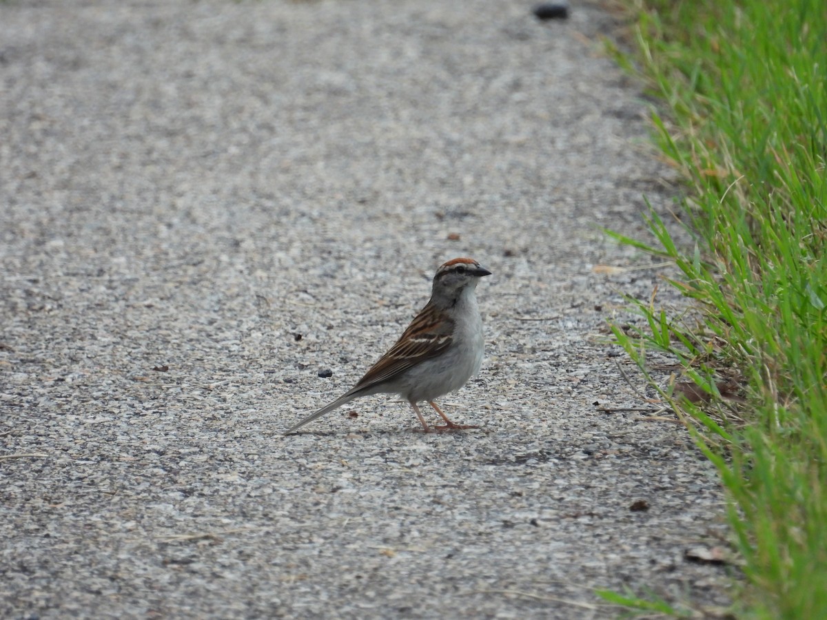 Chipping Sparrow - Brady Walker