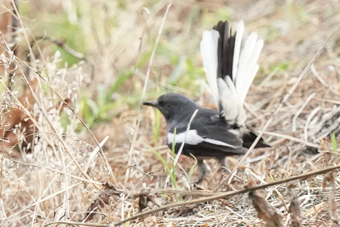 Oriental Magpie-Robin - Pine Cone