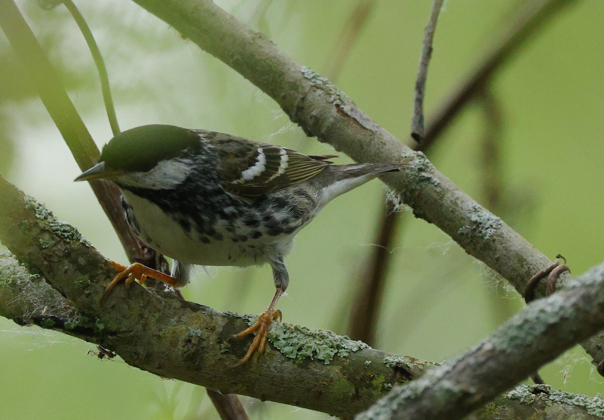 Blackpoll Warbler - Rob Crawford