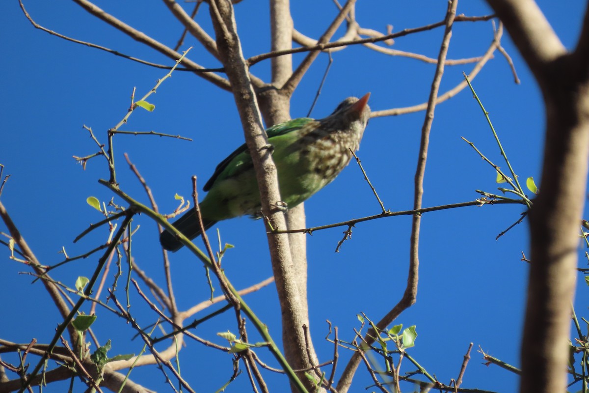 White-cheeked Barbet - Chitra Ingole