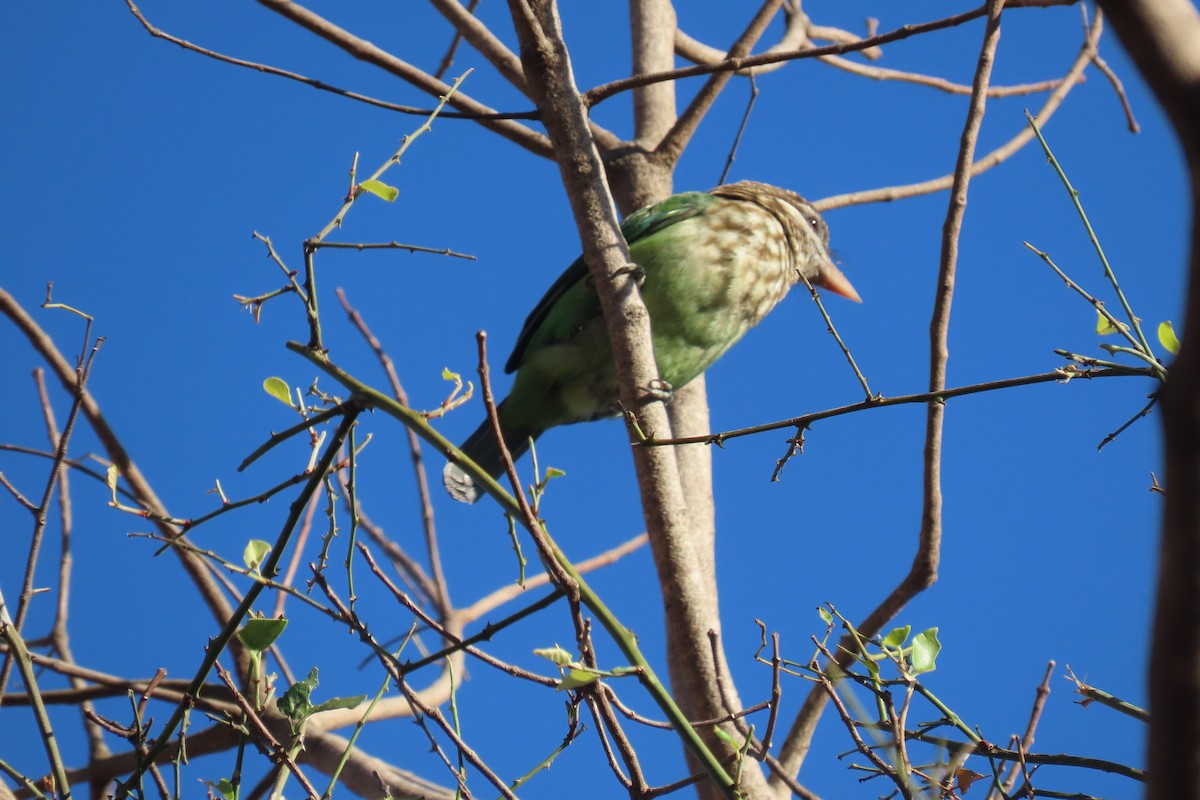 White-cheeked Barbet - Chitra Ingole