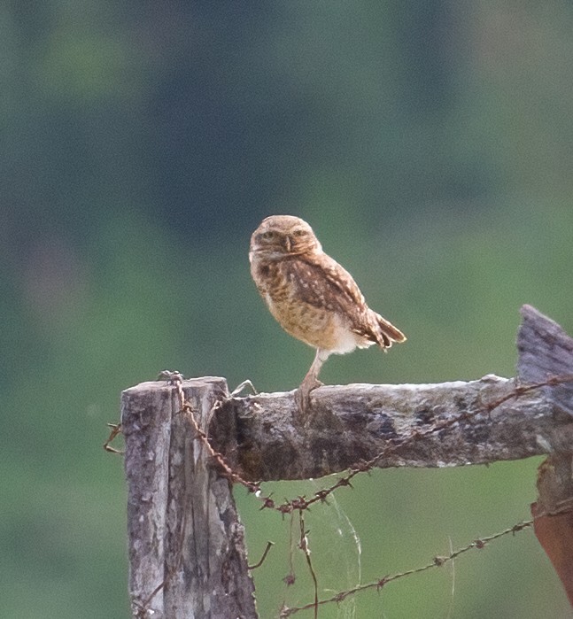 Burrowing Owl - José Martín