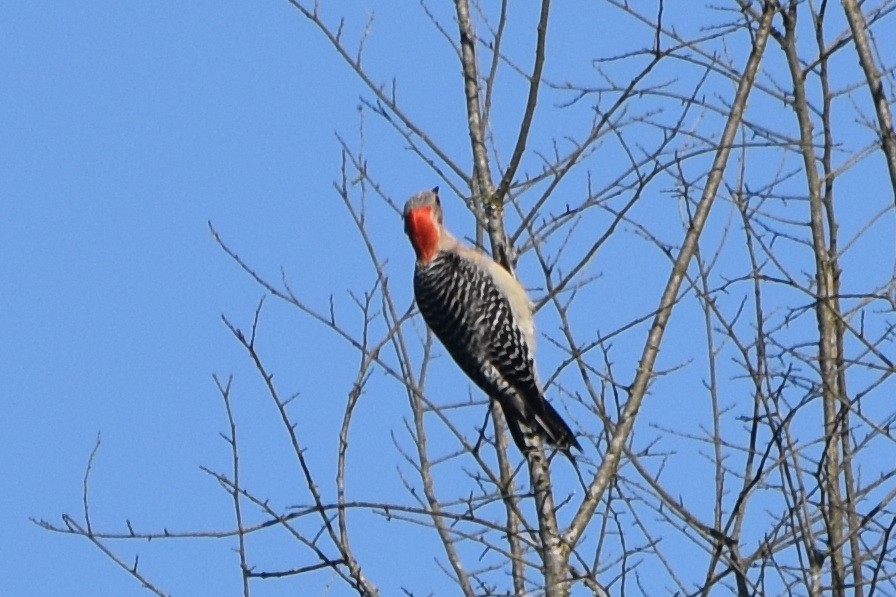 Red-bellied Woodpecker - ML619624438