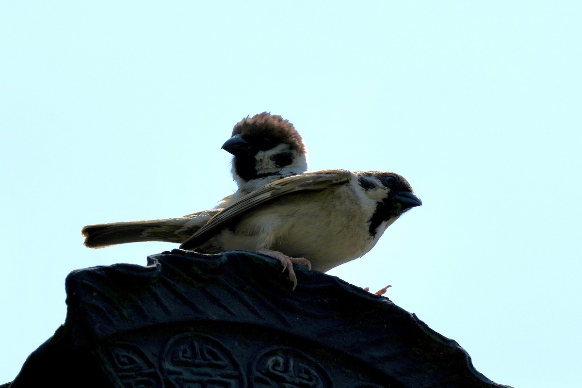 Eurasian Tree Sparrow - Pine Cone