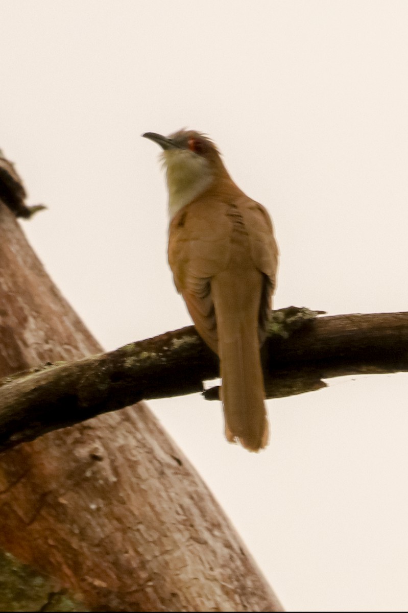 Black-billed Cuckoo - Laura Brown