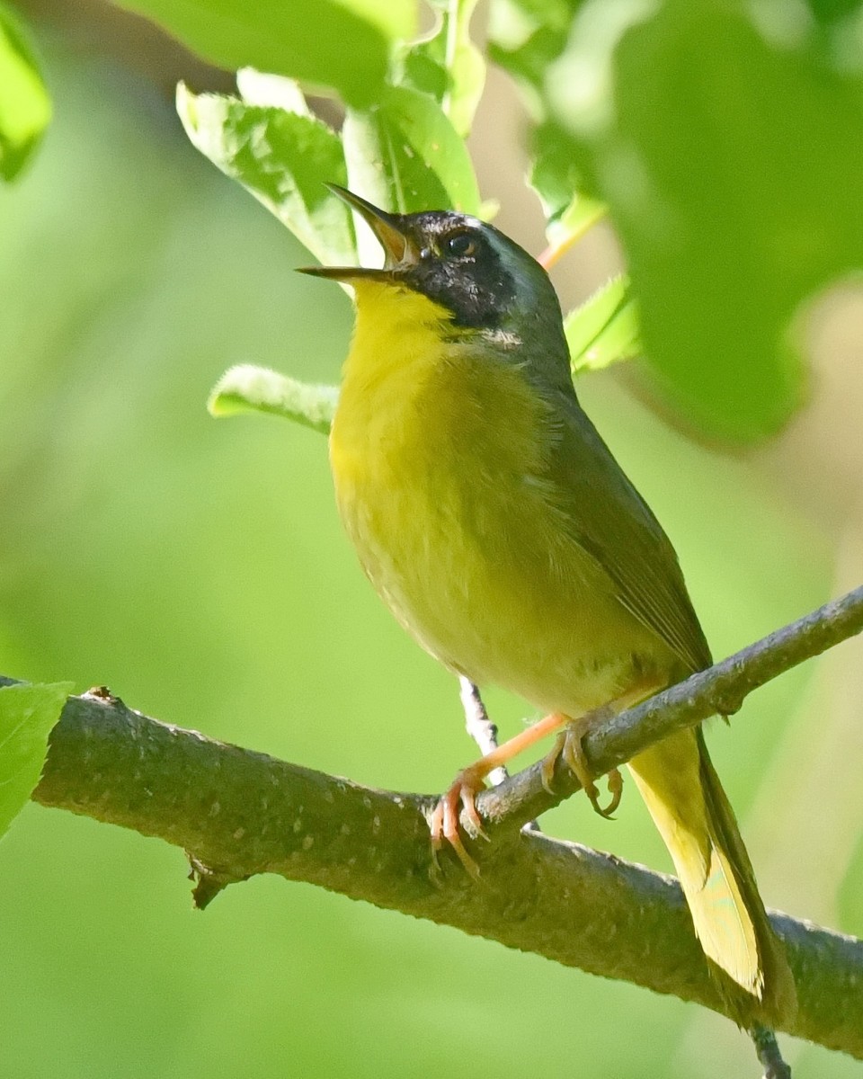 Common Yellowthroat - Barb and Lynn