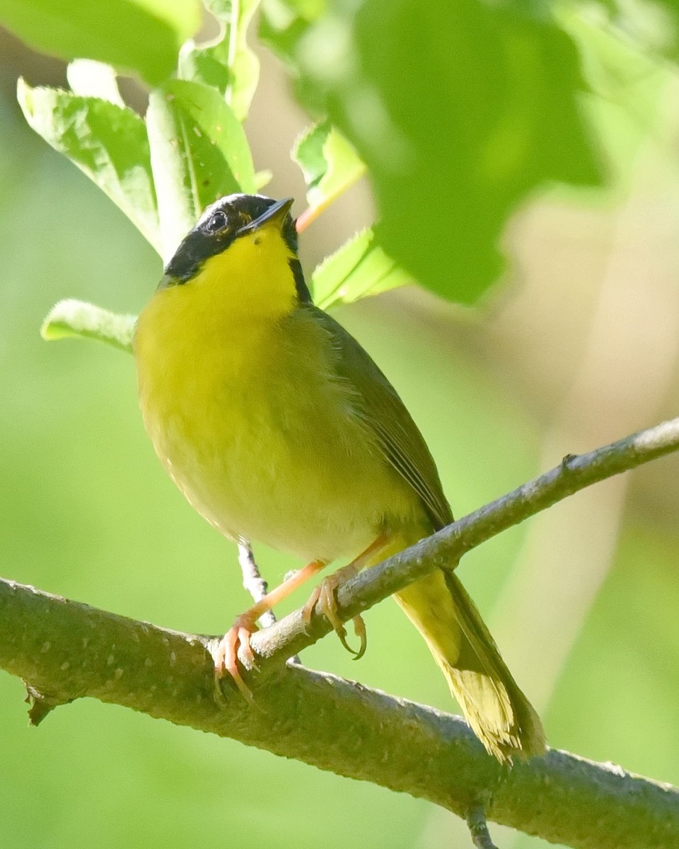 Common Yellowthroat - Barb and Lynn