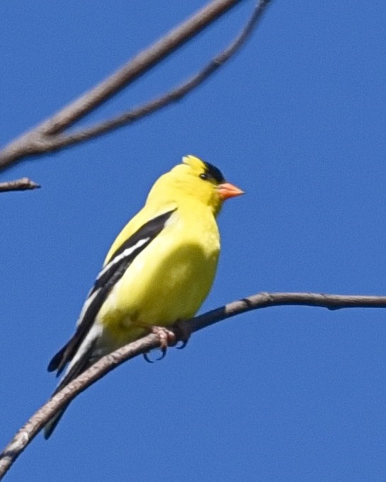 American Goldfinch - Barb and Lynn