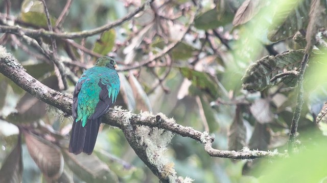 Golden-headed Quetzal - ML619624495