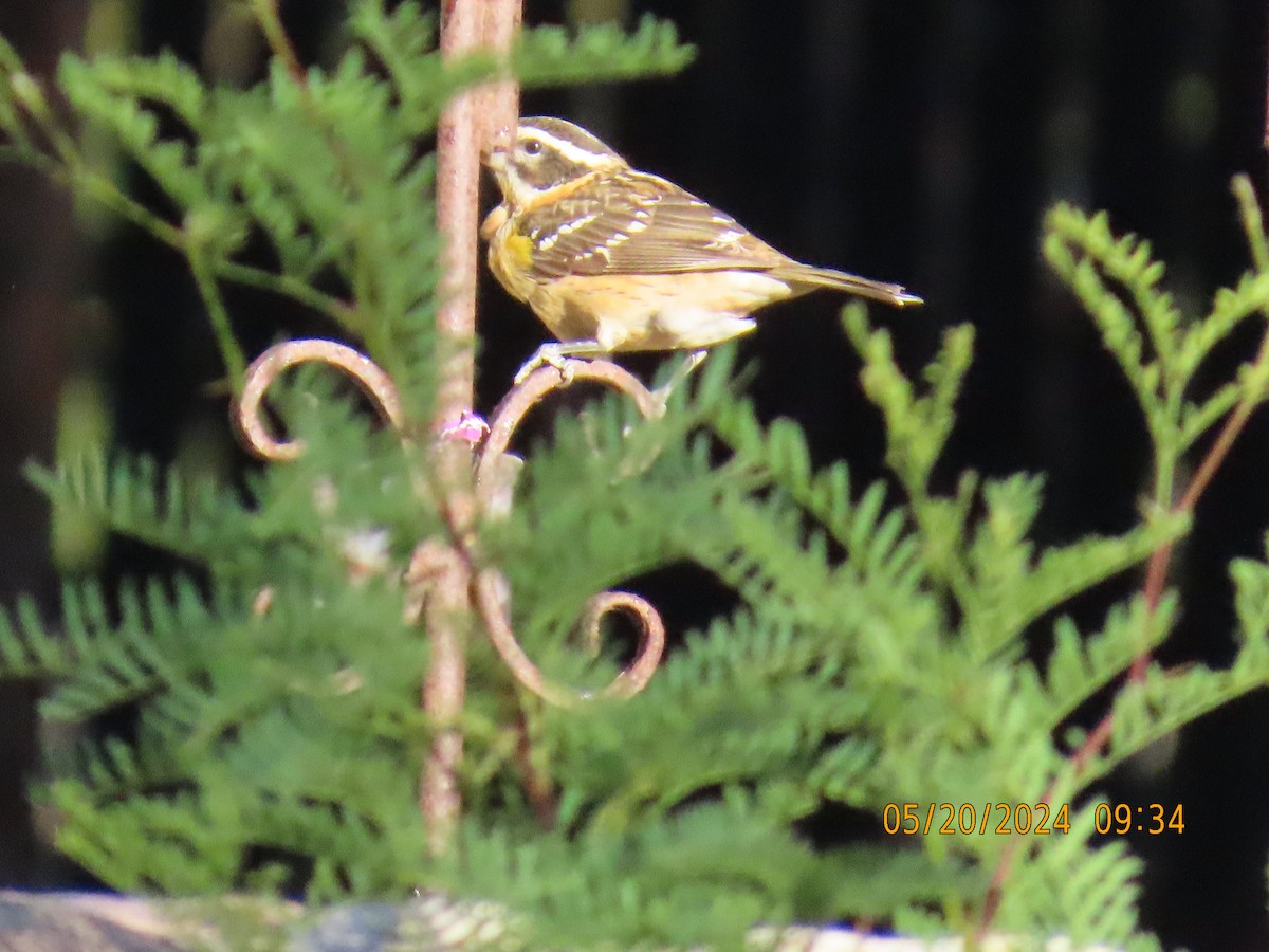 Black-headed Grosbeak - Andy Harrison