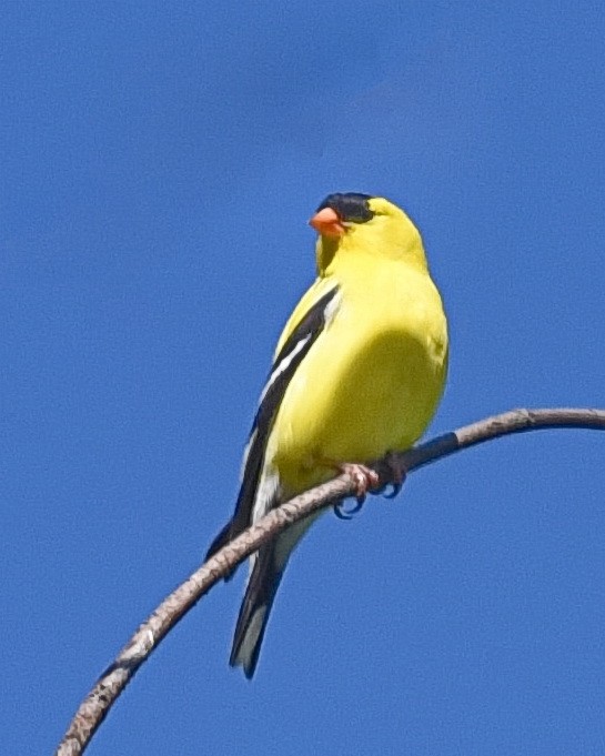 American Goldfinch - Barb and Lynn