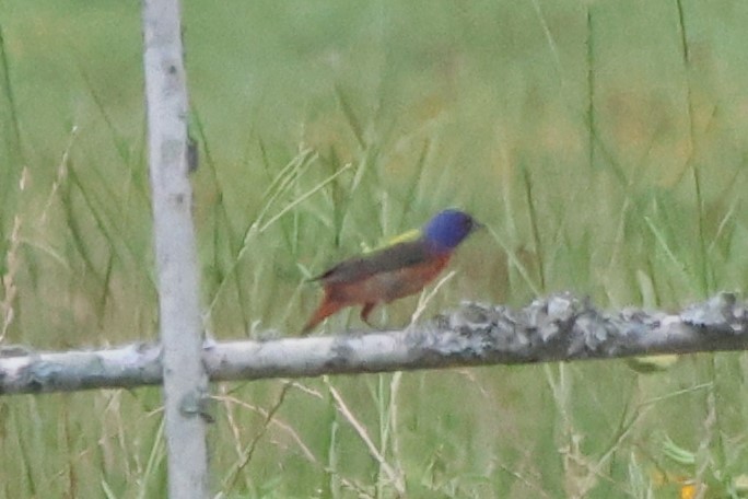 Painted Bunting - Sebastião Martin