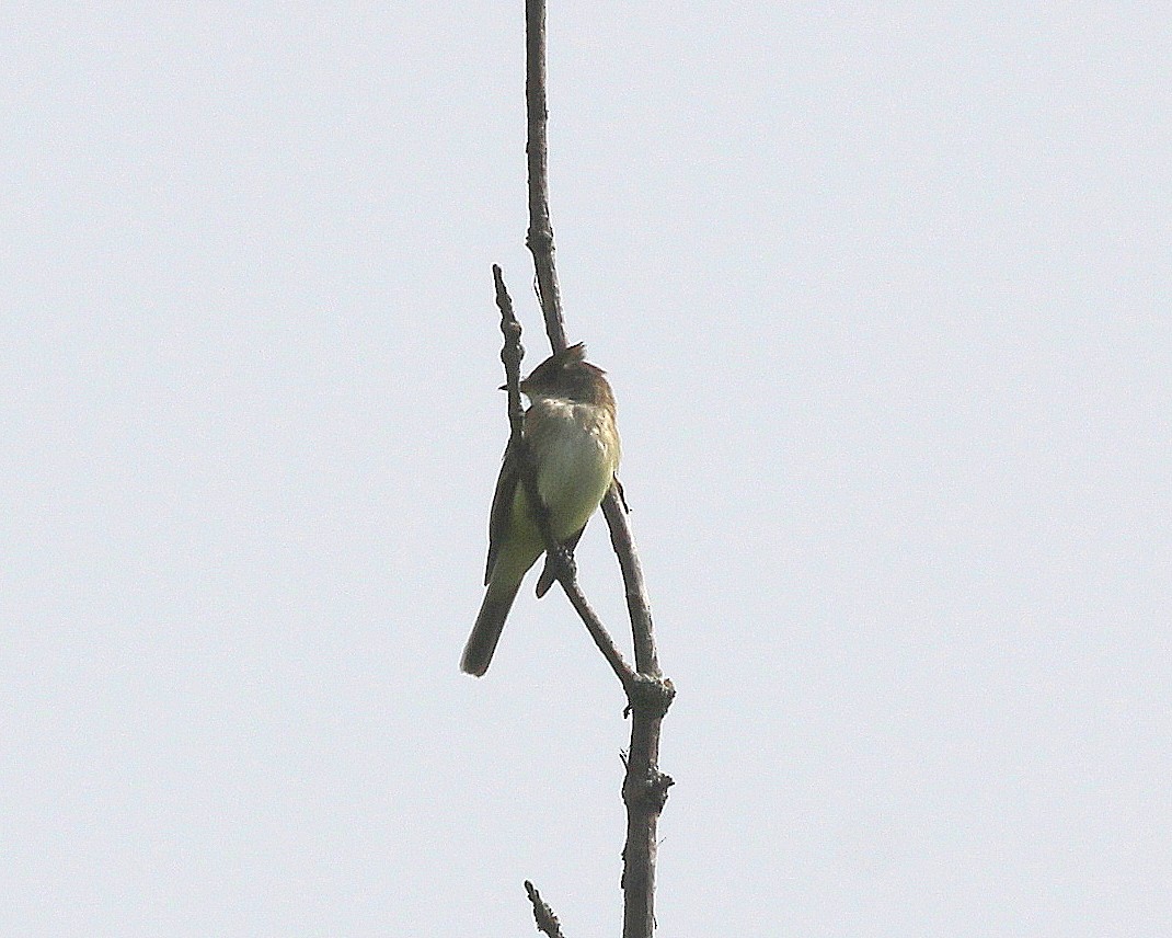 Eastern Wood-Pewee - Becky Harbison