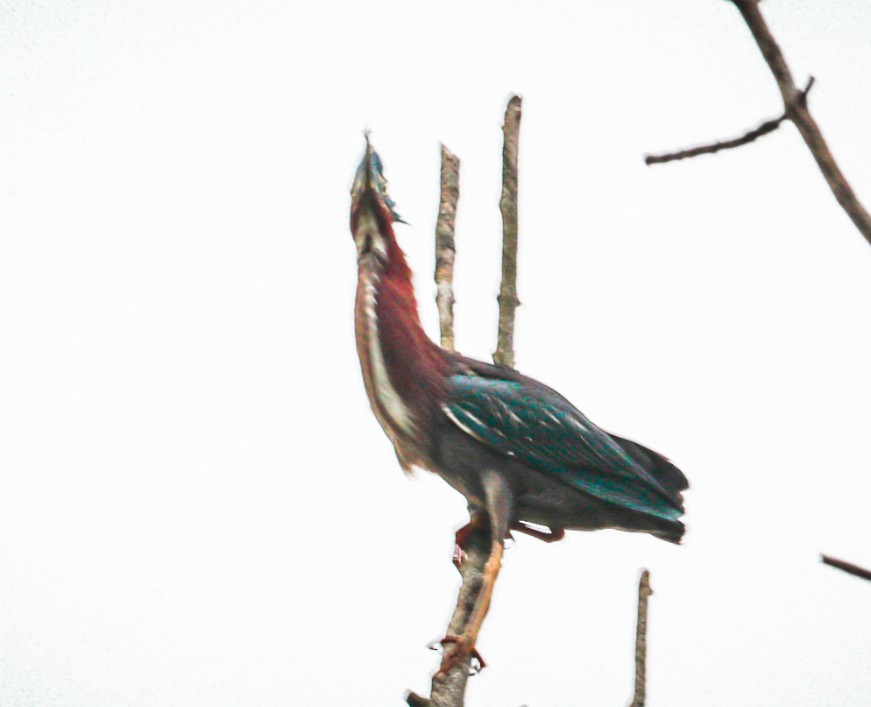 Green Heron - Laura Brown