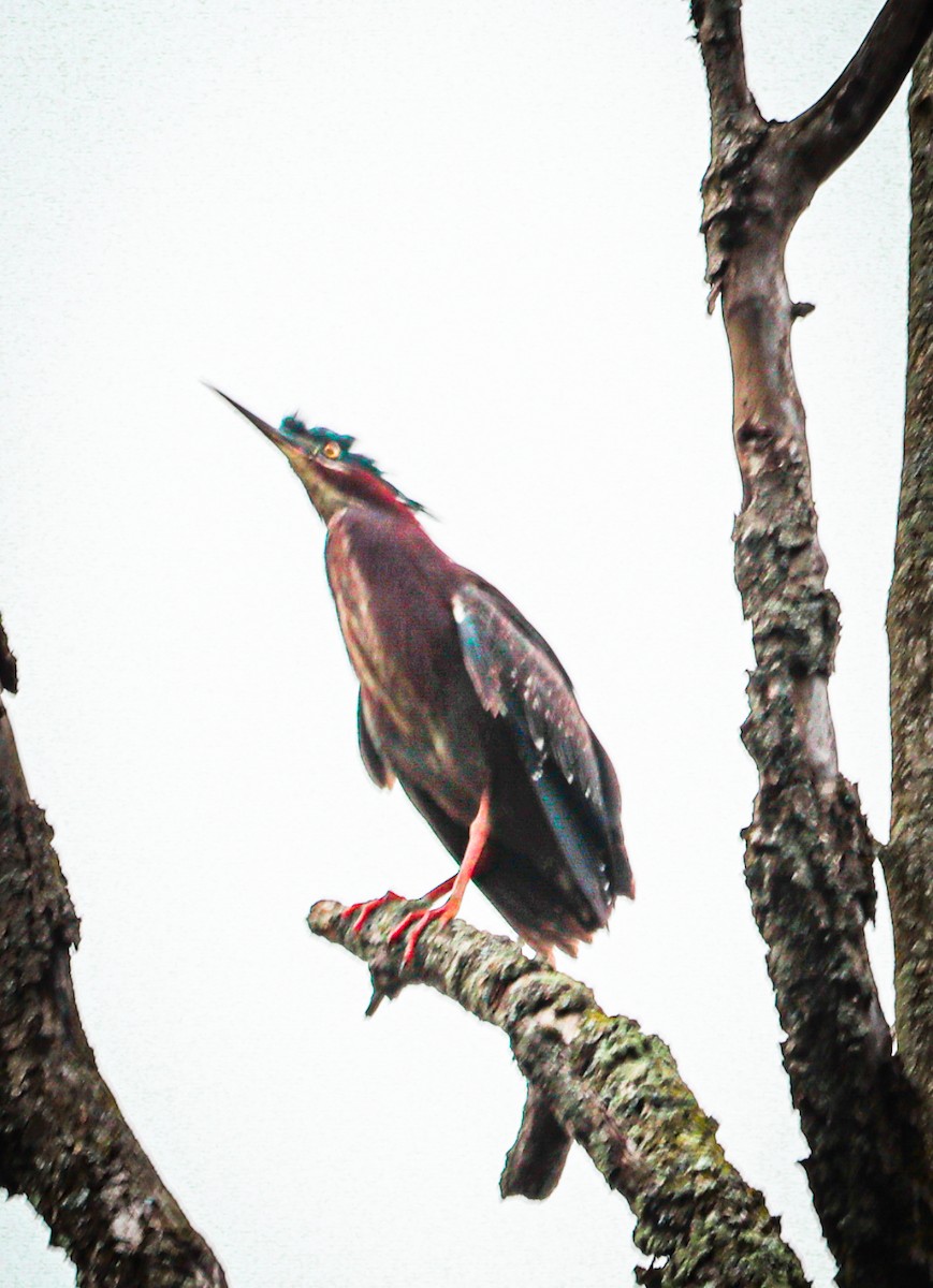 Green Heron - Laura Brown