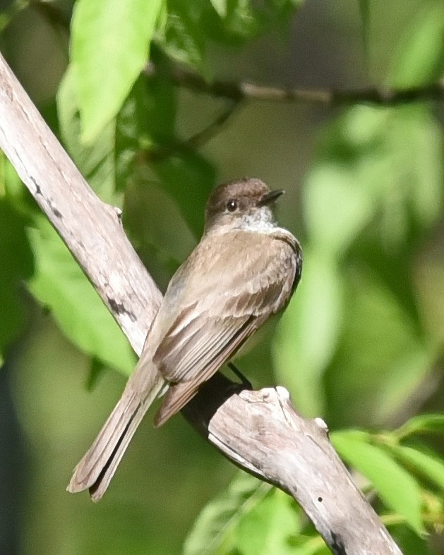 Eastern Phoebe - Barb and Lynn