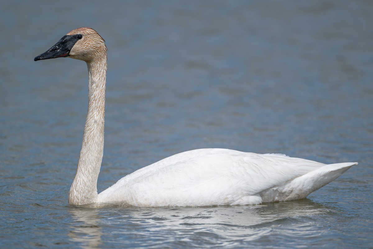 Trumpeter Swan - ML619624524