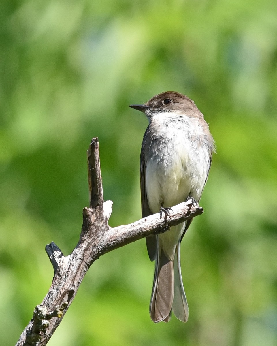 Eastern Phoebe - Barb and Lynn