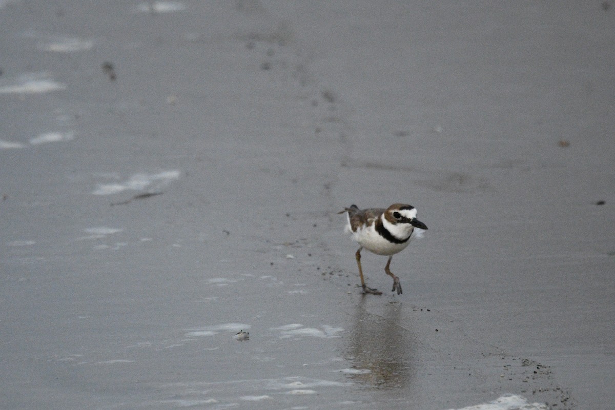 Wilson's Plover - ML619624531