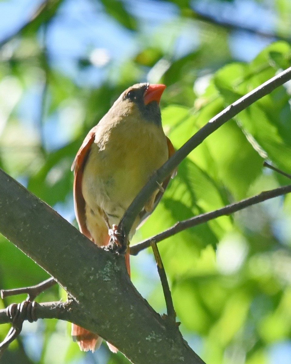 Northern Cardinal - Barb and Lynn