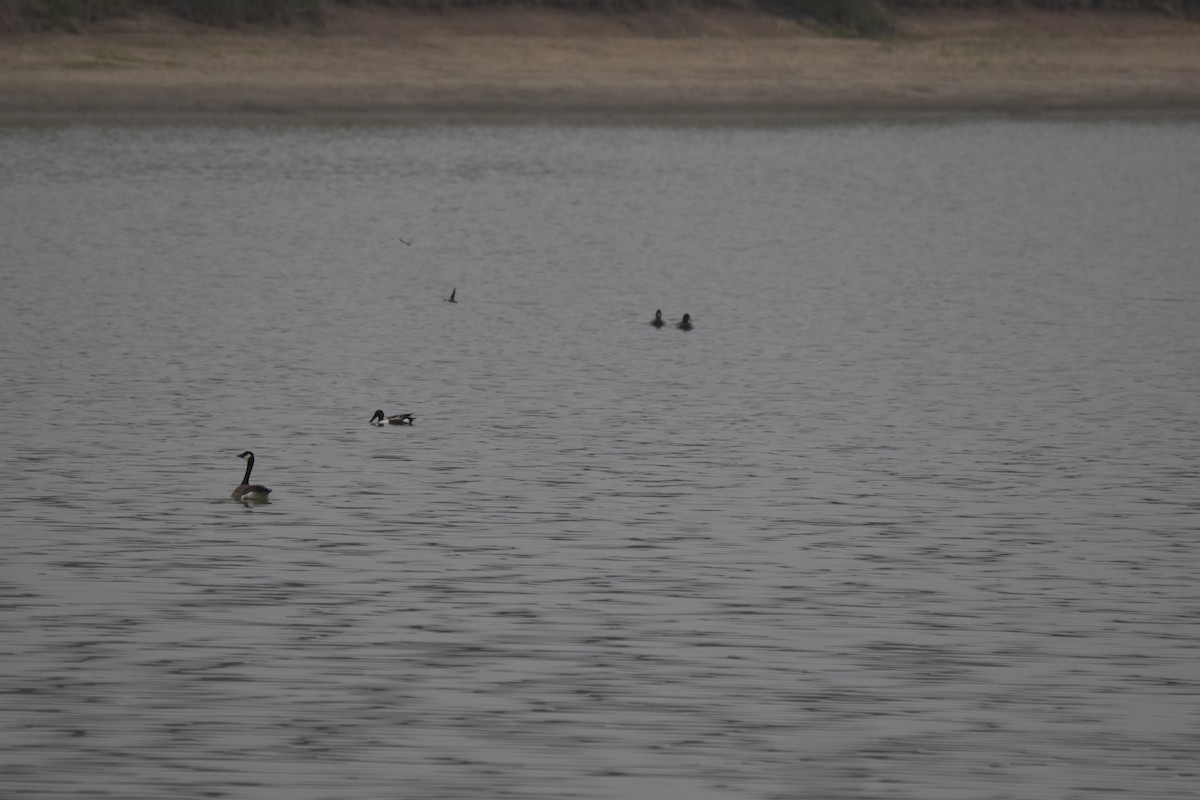 Northern Shoveler - Nancy Lance