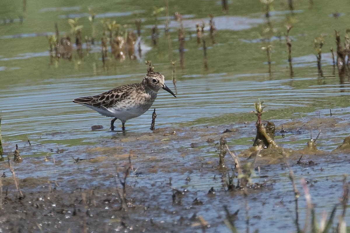 Western Sandpiper - Rob Rogers