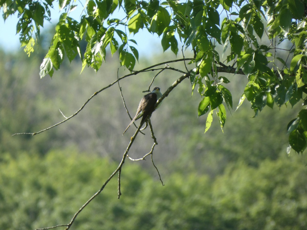 Yellow-billed Cuckoo - Leslie Andrich