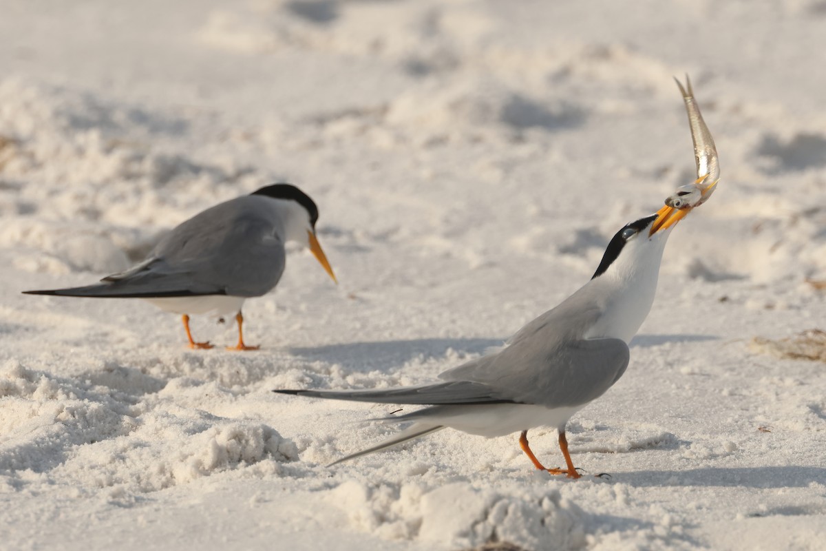 Least Tern - Jim Anderton