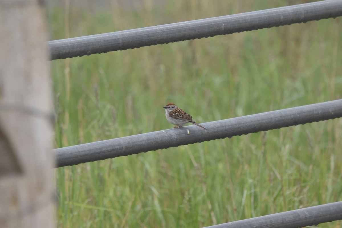 Chipping Sparrow - Nancy Lance